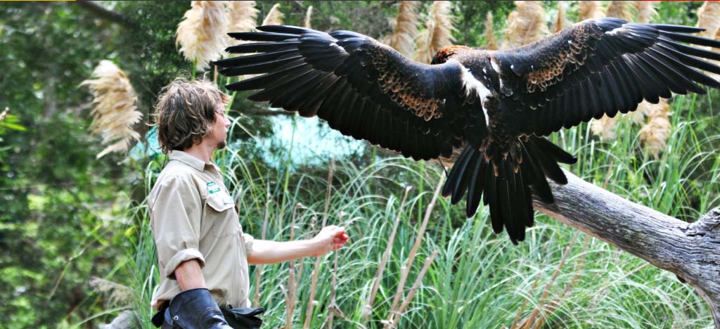 CWS by currumbin wildlife sanctuary